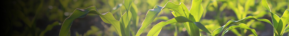 corn corn