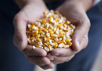 hands holding corn