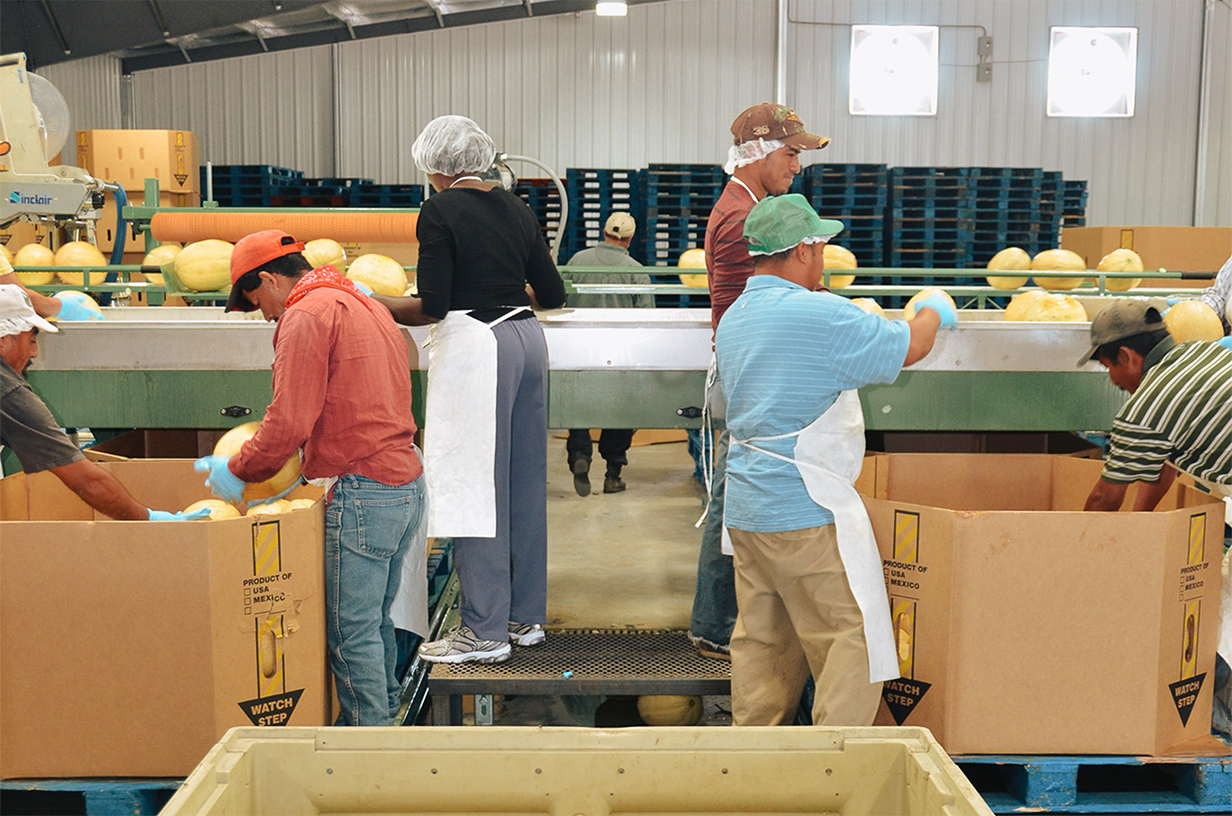 Workers in a melon facility.