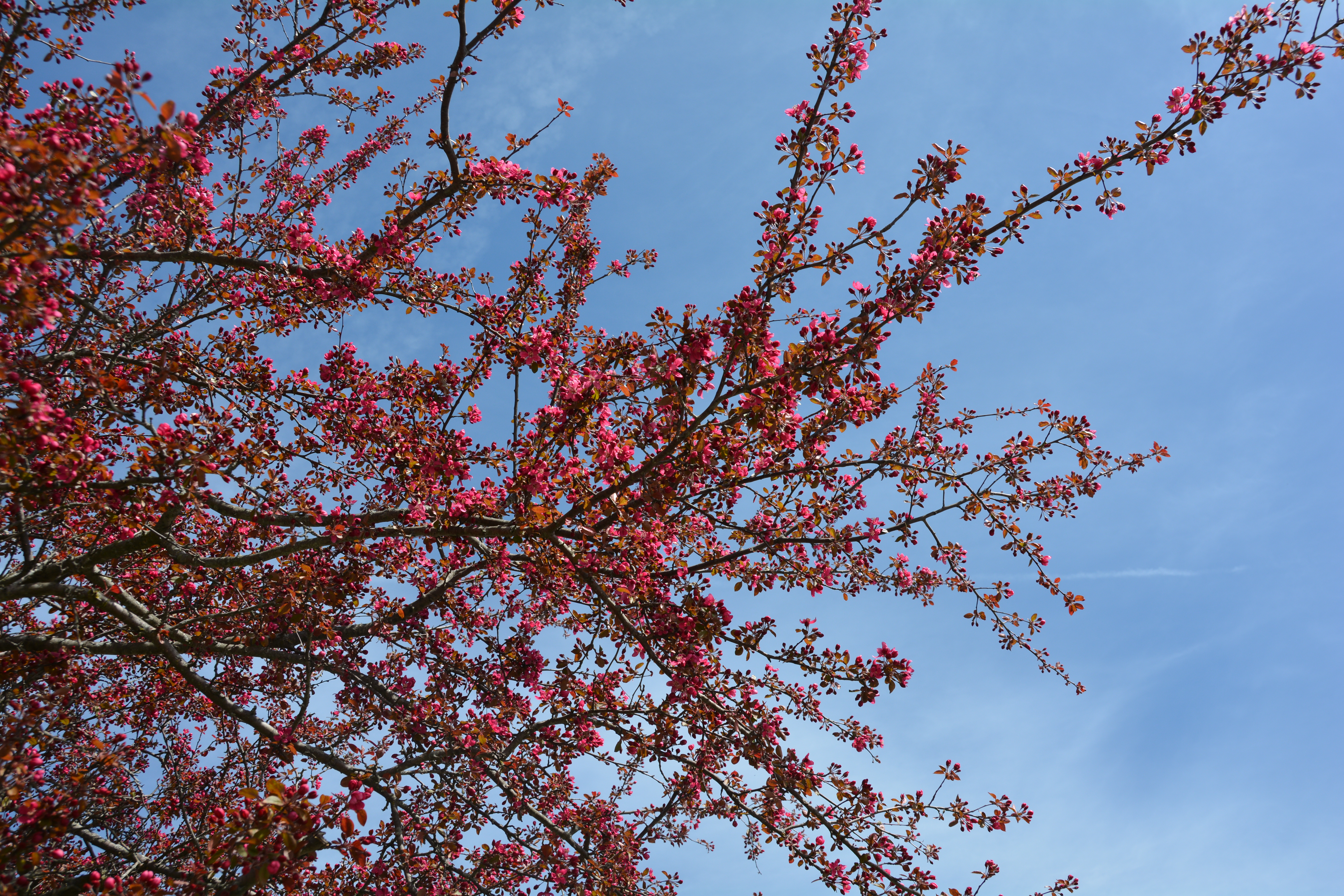 Red barn in Indiana field during a snow storm