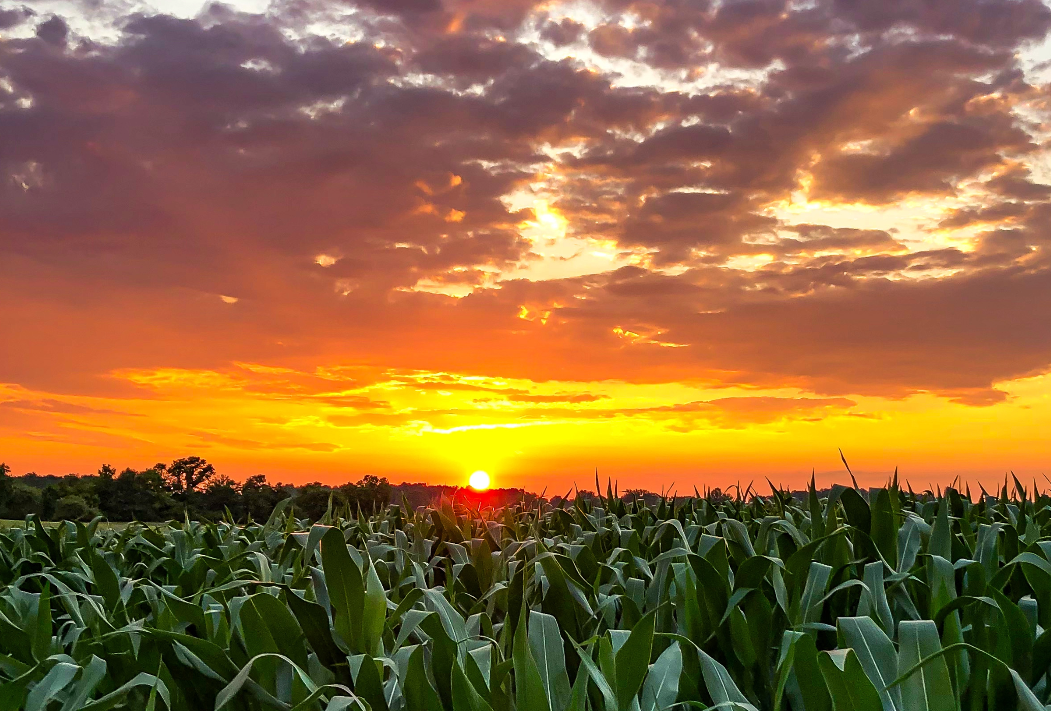INFB Summer Field