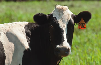 cow cow