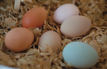 eggs eggs